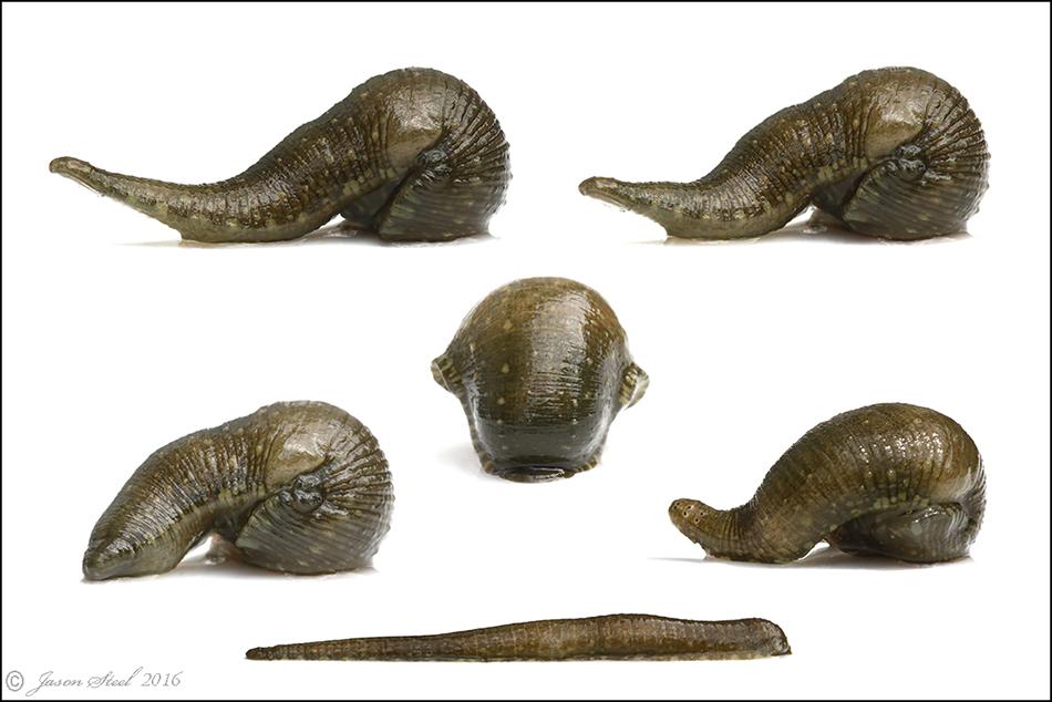 Snail leech - Glossiphonia complanata 