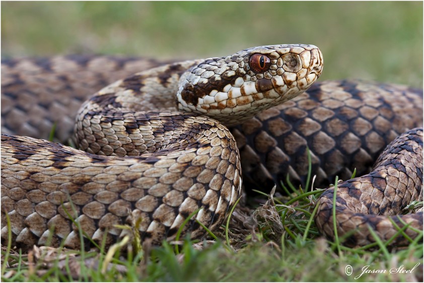 Jason Steel Wildlife Photography