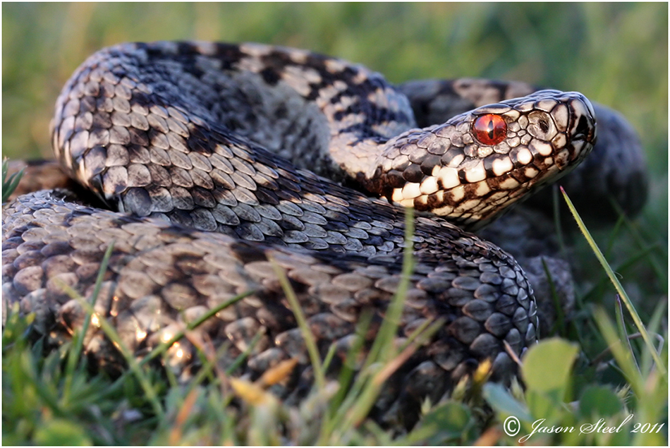 Название гадюки. Гадюка обыкновенная. Обыкновенная гадюка (Vipera berus). Гадюка Болотная гадюка. Обыкновенная гадюка (Vipera berus l.).