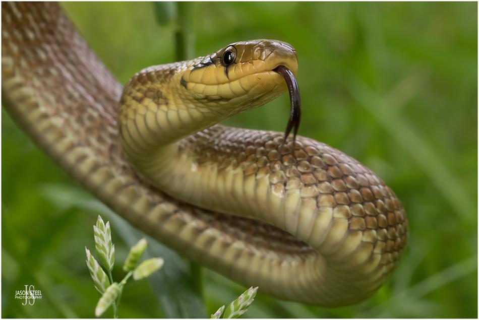 Grass snake playing dead - Reptiles and Amphibians of the UK - Forum