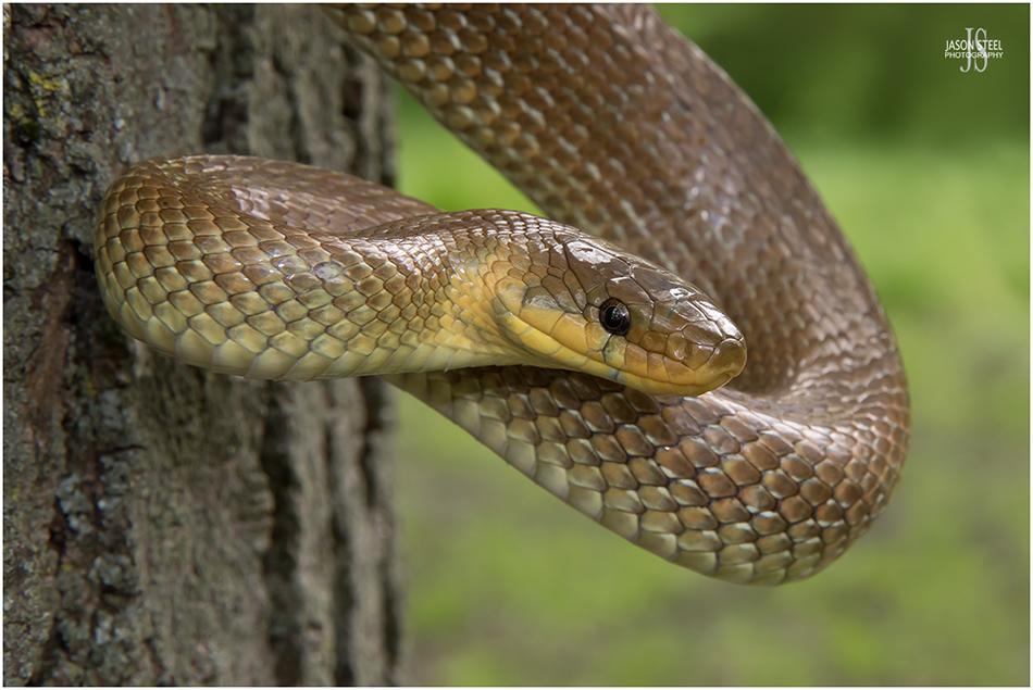 Rare two-headed snake hatches at exotic pet shop in Devon