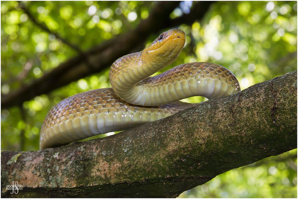 File:Grass Snake (Natrix natrix helvetica) playing dead