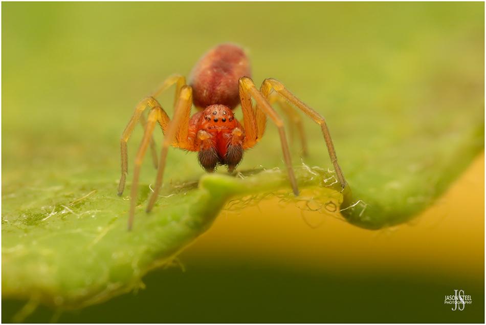 Wildlife Photography - Fierce Spider