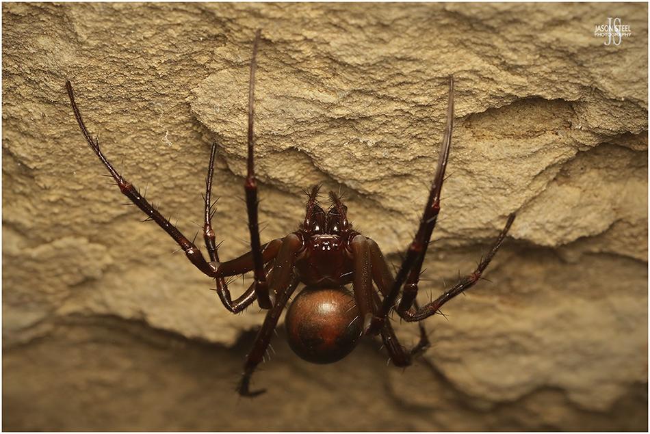 giant cave spider