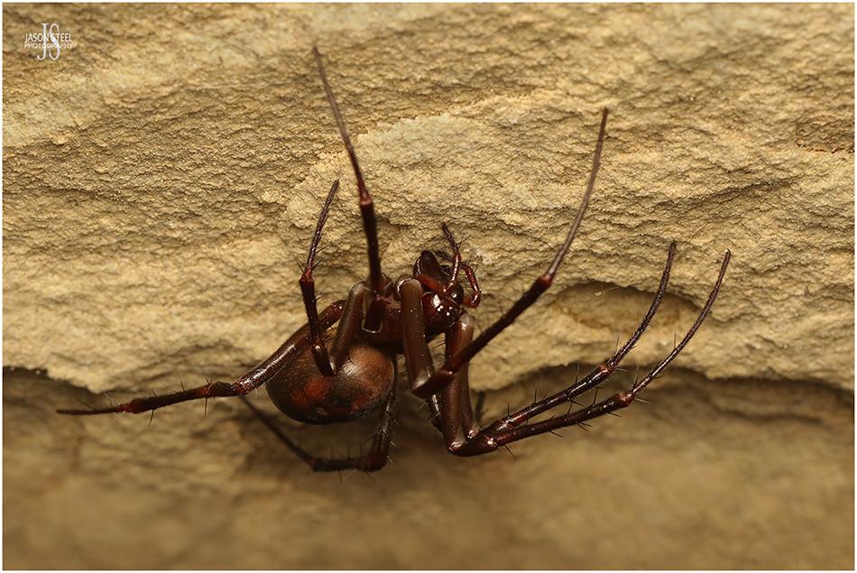 giant cave spider