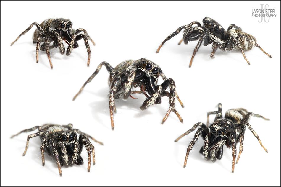 Zebra Jumping Spiders: A Salticus Scenicus Care Guide!