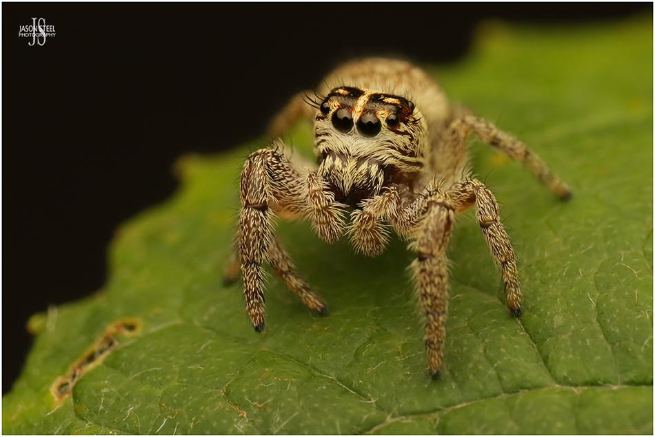 Jumping Spiders of the UK