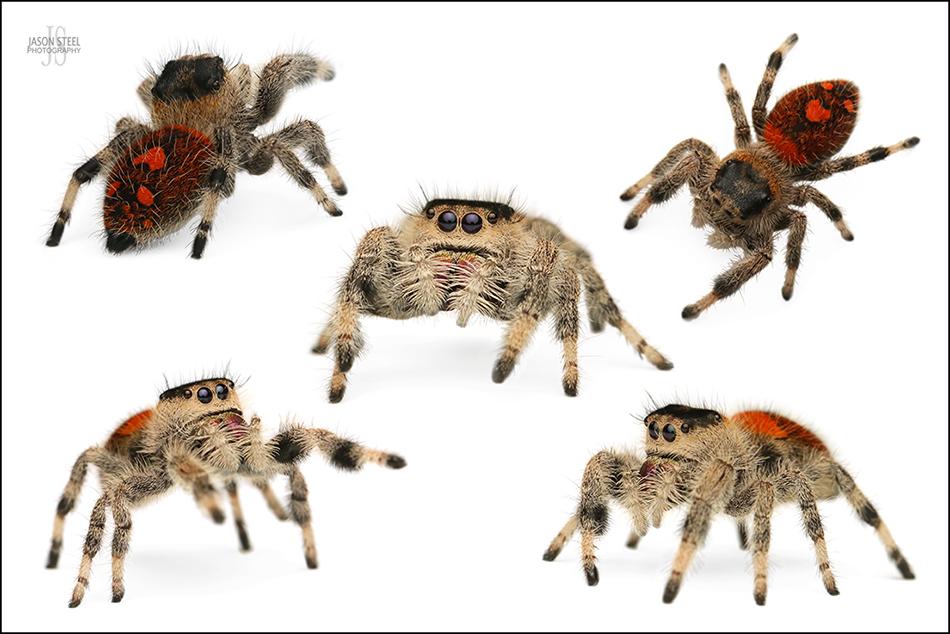 Sub-Adult Male Regal Jumping Spider