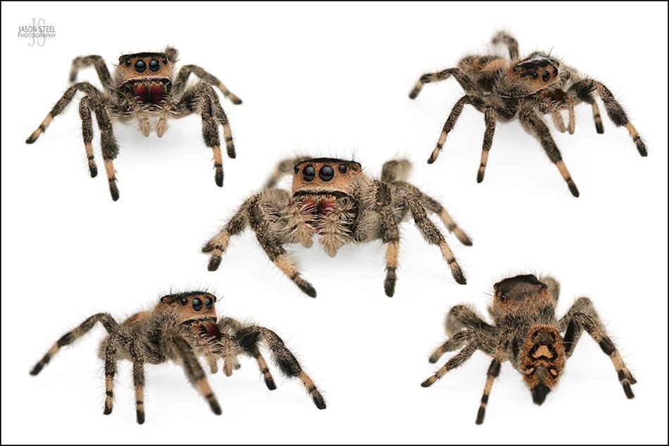 Sub-Adult Male Regal Jumping Spider